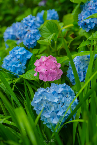 长谷寺紫阳花 · 镰仓