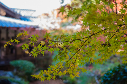 永观堂 · 京都