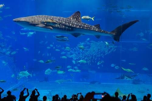 沖縄美ら海水族館 · 国头郡