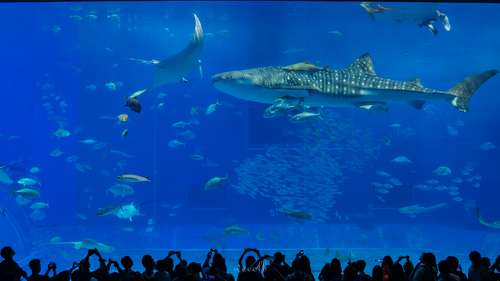 沖縄美ら海水族館