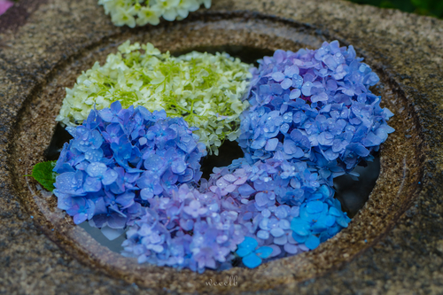 长谷寺紫阳花