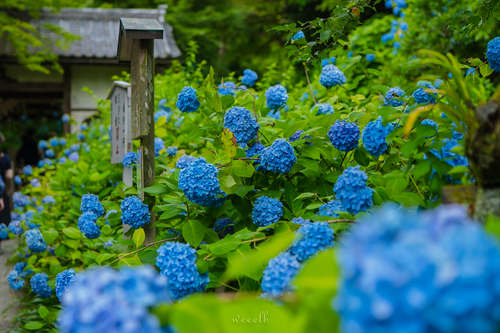 明月院紫阳花